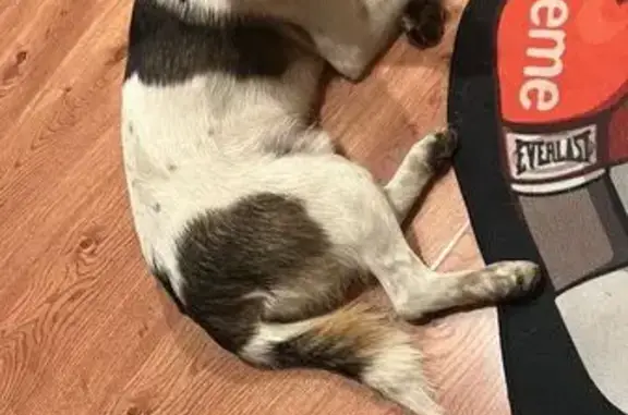 Найдена собака, Уссурийск, фото: Собака найдена: Ленинградская 53А, Уссурийск