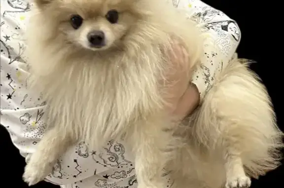 Собаки потеряшки, Брест, фото: Потеряшка собака, Высокая ул., Брест