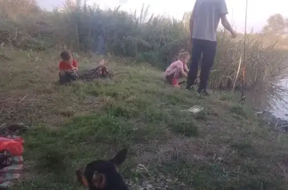 Пропала собака, ул. Воздвиженка, Москва