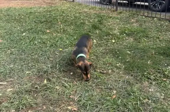 Собака найдена: ул. Яшина, 87А, Хабаровск