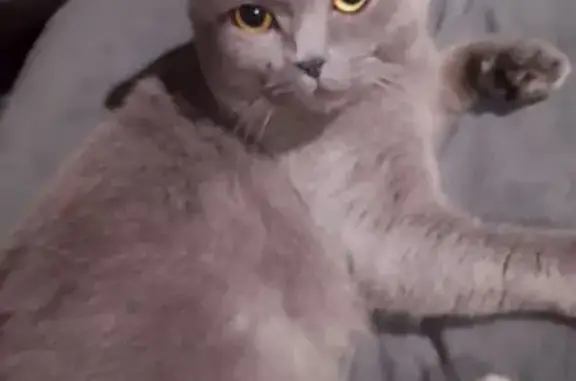 Потерянные животные Нефтекамск, фото: Пропала кошка, Нефтекамск, Кувыкина 3А