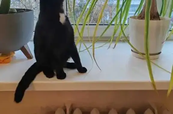 Найдена кошка, Томск, фото: Кошка найдена: Октябрьский взвоз, 10