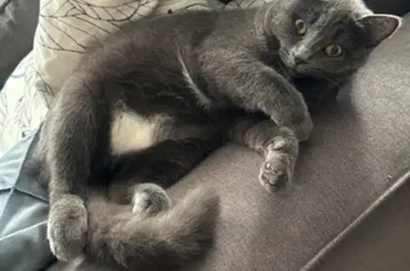 Пропала кошка, 1-я Проектная ул.