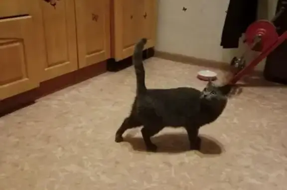 Найдена кошка, Южно-Сахалинск, фото: Найдена кошка, Крайняя ул. 35, Южно-Сахалинск