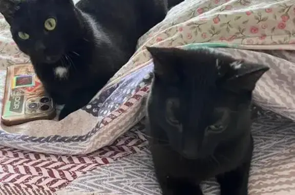 Кошки потеряшки, Якутск, фото: Потеряшкаи кошки, ул. Кальвица 9/1, Якутск