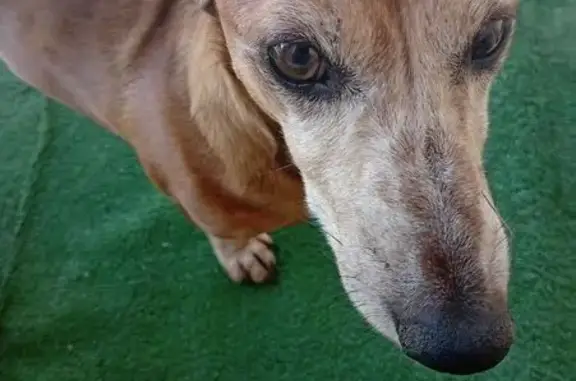 Собаки потеряшки, Курган, фото: Потеряшка собака, Сибирская ул., Курган