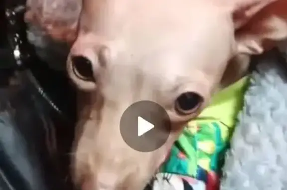 Собаки потеряшки, Карасук, фото: Потеряшка собака на вокзале Карасука