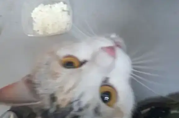 Найдена кошка, Красноярск, фото: Трехцветка найдена, ул. Пограничников 101