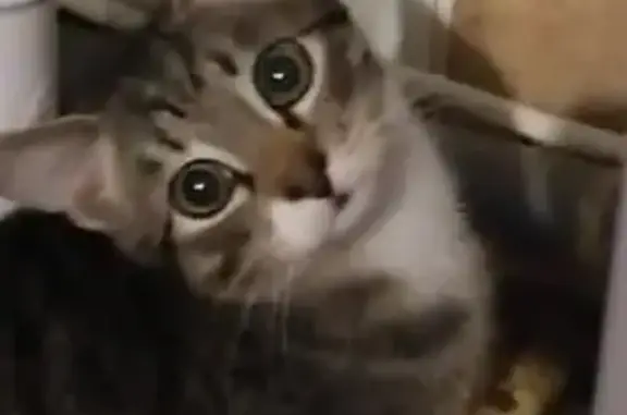 Пропала кошка в Пестово, Новгородская обл.