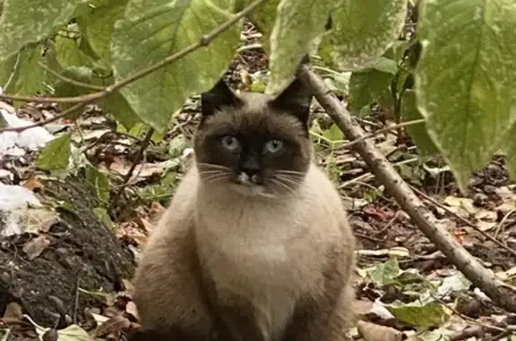 Найдена кошка, Томск, фото: Кошка найдена: пер. Лазо, 2, Томск