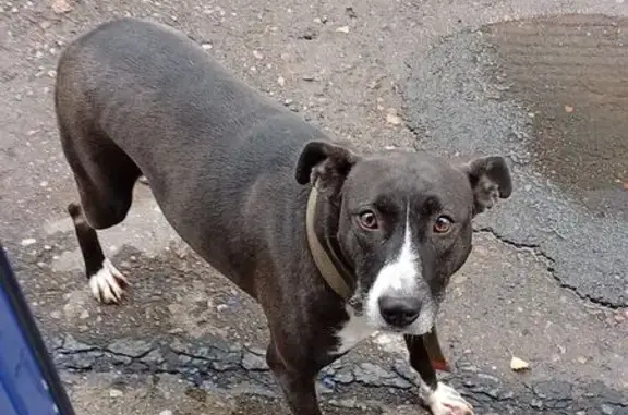 Найдена собака, Уфа, фото: Найдена собака, Уфа, Кировоградская 33