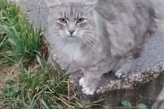 Кошка найдена: Рабочая ул, 25А, Домодедово