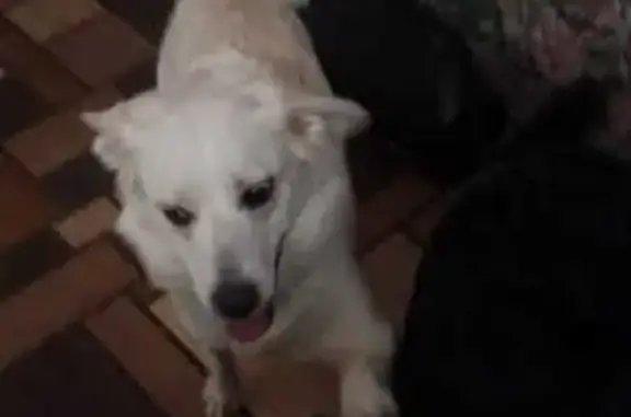 Пропала собака, Новомихайловка, Томская обл.