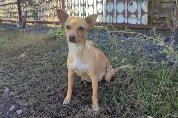 Найдена собака, Новочеркасск, фото: Собака найдена, Гвардейская 32, Новочеркасск