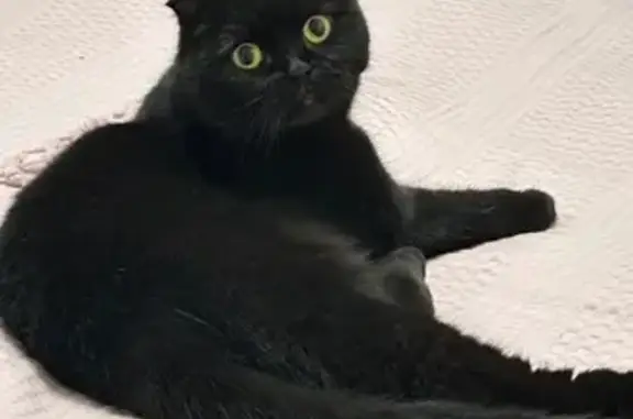 Найдена кошка, Москва, фото: Чёрная кошка найдена на Свободы 73к1