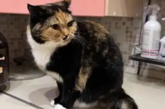 Кошки потеряшки, Куровское, фото: Потеряшка кошка, А-108, Куровское