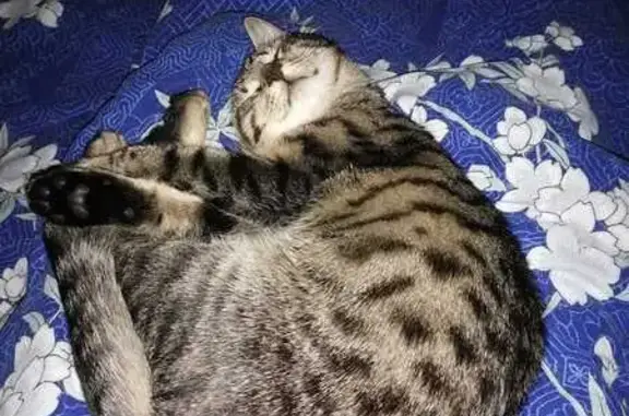 Кошки потеряшки, Ленинградская область, фото: Потеряшка котик, Ленобласть, 17.10