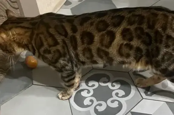 Кошки потеряшки, Ярославль, фото: Потеряшка бенгальская кошка, Дядьковская 50 к2