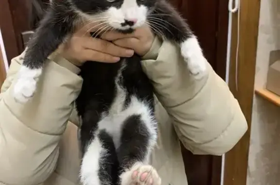 Найдена кошка, , фото: Кошка найдена, Якутск, Саха (Якутия)