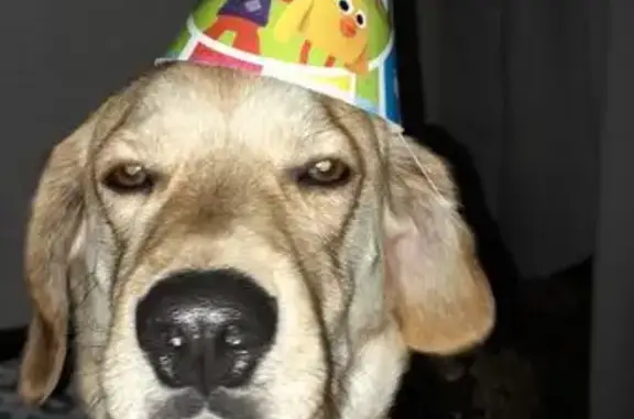 Собаки потеряшки, , фото: Потеряшка собака в районе Березового, Маркова