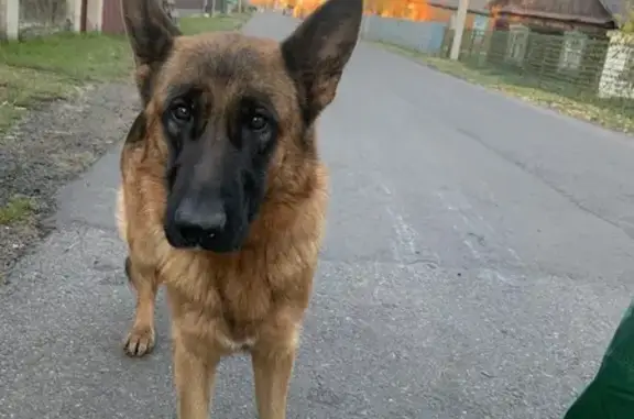 Найдена собака, , фото: Собака найдена: Полевая ул., 5, М. Колпеница