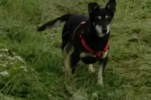 Пропала собака, Новая ул., 2, Эммаус