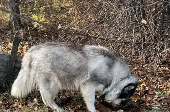 Найдена собака, Малая Царевщина, фото: Найдена собака: Шоссейная ул., Малая Царевщина