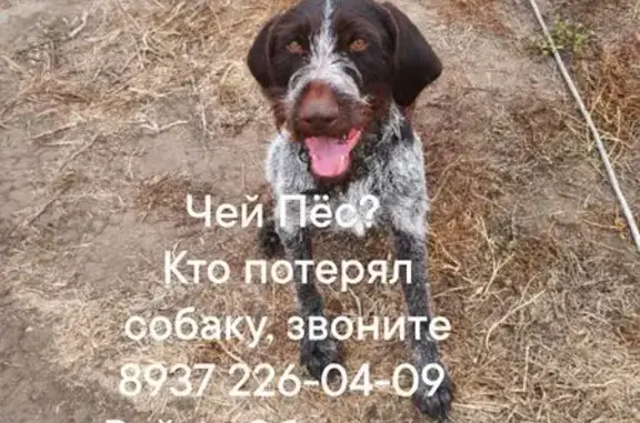 Найдена собака, Саратовская область, фото: Найдена собака в Балаково, Саратовская обл.