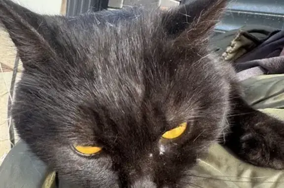 Найдена кошка, Самарская область, фото: Кошка найдена на даче, Самара, обл.