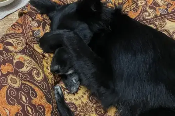 Найдена собака, Иркутск, фото: Найдена собака, ул. Образцова, Иркутск