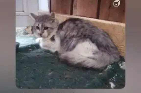 Найдена кошка, Липецкая область, фото: Кошка с коричневым ошейником, Елец