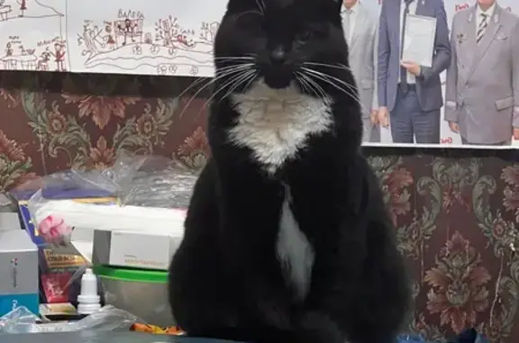 Пропала кошка, Автозаводская 89, Ярославль