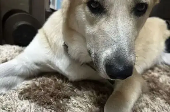 Найдена собака на острове Отдыха, Красноярск