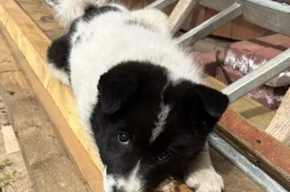 Пропала лайка, Самаркандская 16АА/30