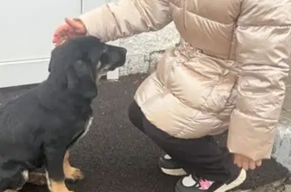 Пропал щенок, Уфа, ул. Пушкина, 114