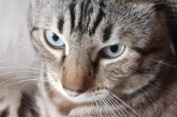 Кошки потеряшки, Бугульма, фото: Потеряшка кот, ул. Фрунзе 20, Бугульма