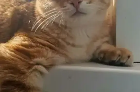 Кошки потеряшки, Горно-Алтайск, фото: Потеряшка кошка, ул. Строителей 2/1, Г-А.