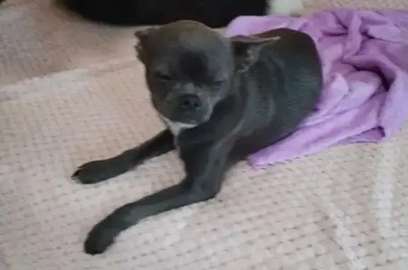 Найдена собака, Сочи, фото: Найдена собака, Сочи, Благодатная 109/99