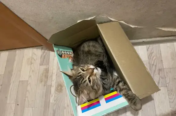 Кошки потеряшки, Пермь, фото: Потеряшка кошка, ул. Адмирала Старикова, 17