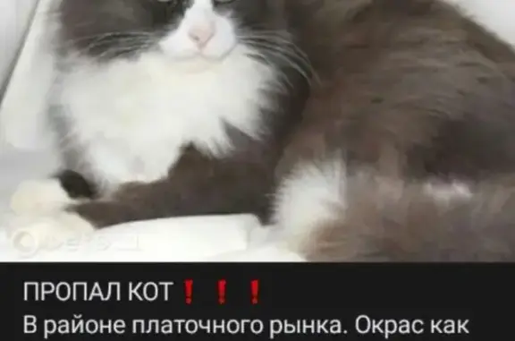 Пропала кошка, ул. Зои Космодемьянской