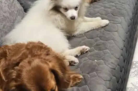 Собаки потеряшки, , фото: Потеряшка собака в Троицке, 46Н-04875