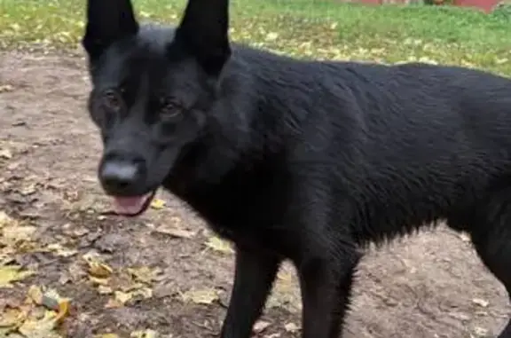 Найдена собака, Люберцы, фото: Собака найдена: Инициативная ул., 5, Люберцы