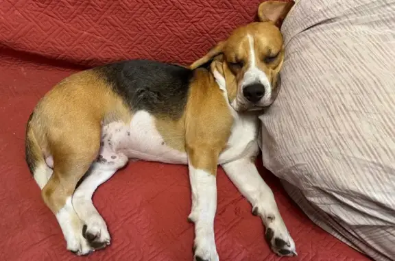 Собаки потеряшки, Таложня, фото: Потеряшка бигль, Таложня-Упрышкино