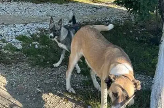 Щенок алабай найден в Геленджике, ищем хозяев