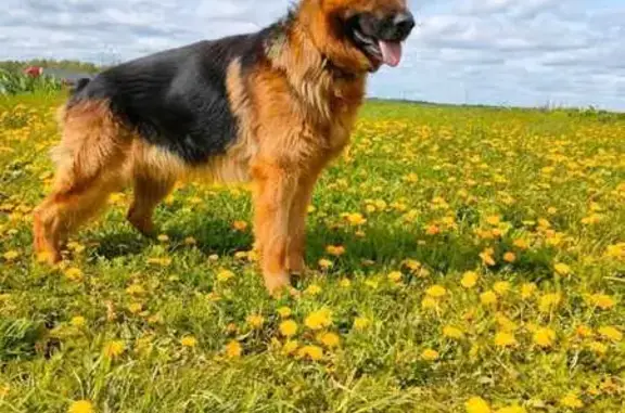 Пропал добрый пес, Елагино, 46Н-06042