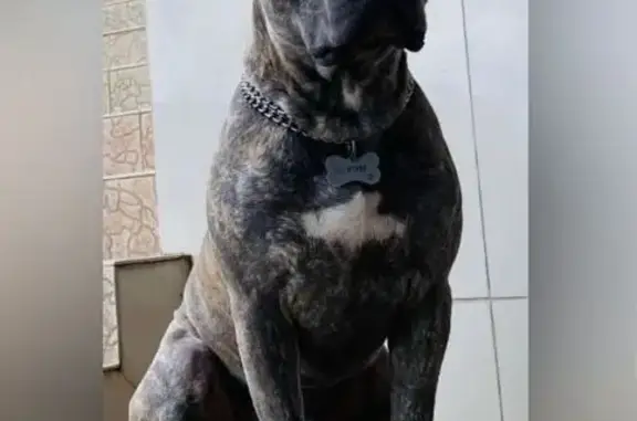 Собаки потеряшки, Горячеводский, фото: Потеряшка собака, ул. Тамбуканская 71, Пятигорск