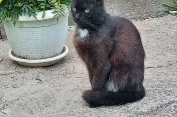 Найдена кошка: Советская ул., 1Л, Казань