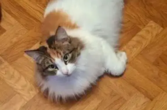 Кошки потеряшки, Вологда, фото: Потеряшка кошка, Ярославская 16А, Вологда