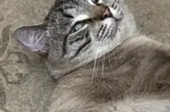 Пропала кошка, Береговой проезд, 1Б, Москва