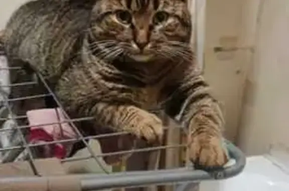 Пропала кошка, Красная ул., 180, Солн.